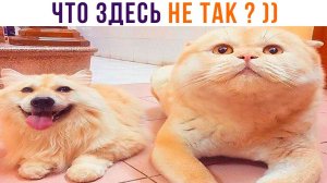 ЧТО ЗДЕСЬ НЕ ТАК? ))) Приколы | Мемозг 1144