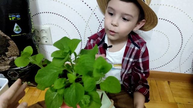 Как сэкономить на рассаде петунии. Лёгкая пересадка рассады и черенкование. смотреть онлайн