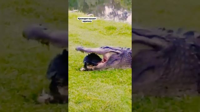 Крокодил кушает черепаху смотреть онлайн