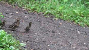 Утка партизан в лесных зарослях, Чирок-свистунок с утятами