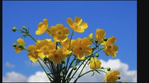 Золотое слово. Константин Бальмонт.