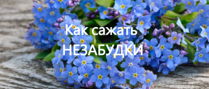 Как сажать незабудки. Выращиваем незабудки из семян на рассаду.