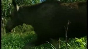 Brownbear hunting and the Sami traditions and mythology..www.wildlifefilm.com