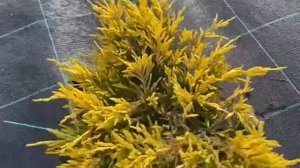 Солнечный можжевельник ЛАЙМГЛОУ! САЖЕНЦЫ на ВЕСНУ-2024!