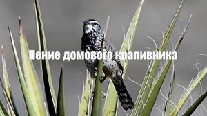 Звук природы.Пение птицы Домовой крапивник 2 часа