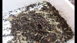 Как спасти антуриум? Уход