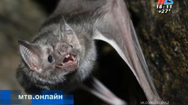 Летучая мышь наделала шума в офисе в центре Волгограда смотреть онлайн