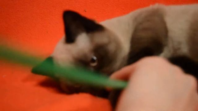 Элитный шотландский котенок редкого окраса.