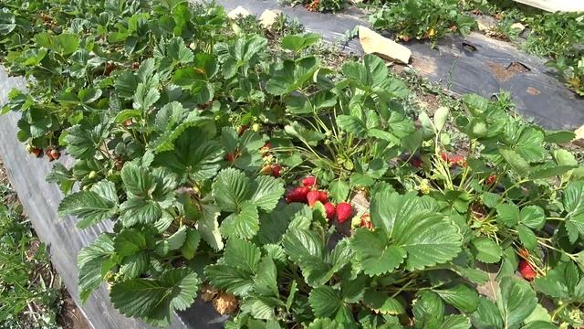 2 июня 2021 Клубника поспела. Сорт Азия. Климат меняется! смотреть онлайн