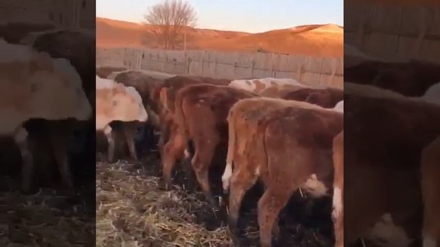 Телки 30 голов. Продажа живым весом коров, бычков, телят из России смотреть онлайн