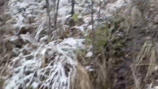 ПВД на р.Роговую. Бобровые плотины. Косули смотреть онлайн