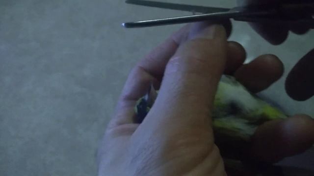 Подрезание клюва и коготков чижику смотреть онлайн