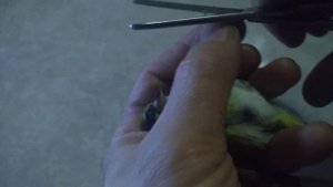 Подрезание клюва и коготков чижику