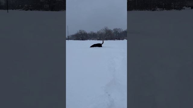 Dog searching for snowball in snow