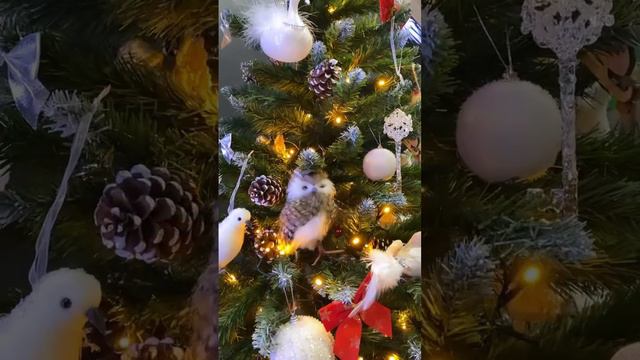 ЛИса радуется приближению праздника 🌲🎁🥰🐾🧡 следуй и ты 🥰🐰🦄ее примеру #семья #christmas