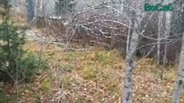 КАК ВЫЙТИ ИЗ ЛЕСА, ЕСЛИ ЗАБЛУДИЛИСЬ (ОДИН ИЗ СПОСОБОВ) смотреть онлайн