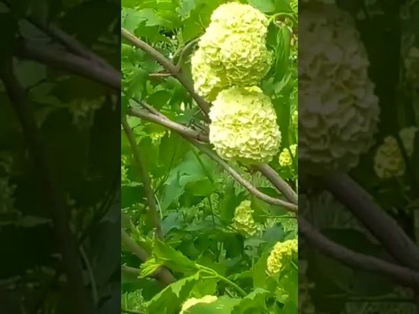 Весной в городском парке