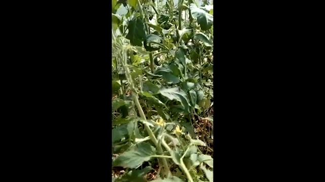 Обзор теплицы с совместными посадками. Арбузы, дыни, огурцы, томаты. Матвеева Оксана