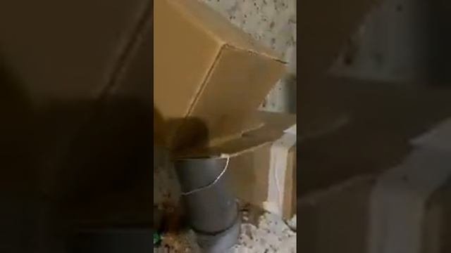 Бизнес.Вешенка