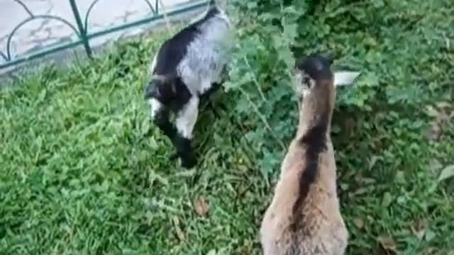 лесное посольство контактный зоопарк В Москве, 8 (965)380-13-11 смотреть онлайн