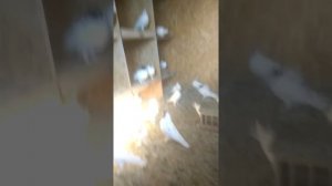 Сальмонелез у голубей профилактика и лечение