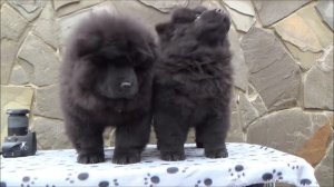 III Чау-чау мальчик и девочка черные