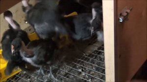 Голошейные куры от яйца до полной зрелости,вес голошеек, Сассо Франция
