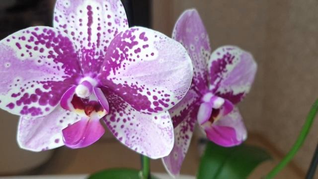 ПРАВИЛЬНЫЙ УХОД и орхидея в КЕРАМЗИТЕ ЦВЕТЕТ || Полив цветущей орхидеи смотреть онлайн