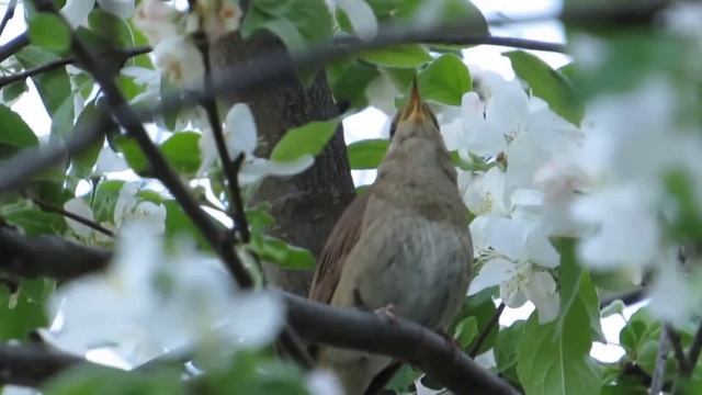 Голоса птиц. Соловей поет в цветущем саду ( близко ) смотреть онлайн