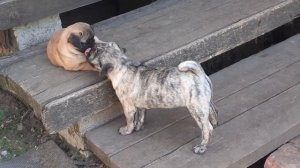 тигровый мопс, щенку 3 месяца