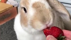 Кролик ест клубнику