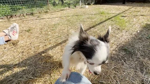 ВОСТОРГ! Знакомство с собачкой Лизой и ее ПРИЕМНЫМИ ЛЬВЯТАМИ! Лиза просто ЧУДО! Тайган! смотреть онлайн