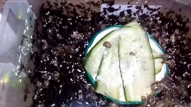 Как ухаживать за улитками?!где содержат и чем кормить?