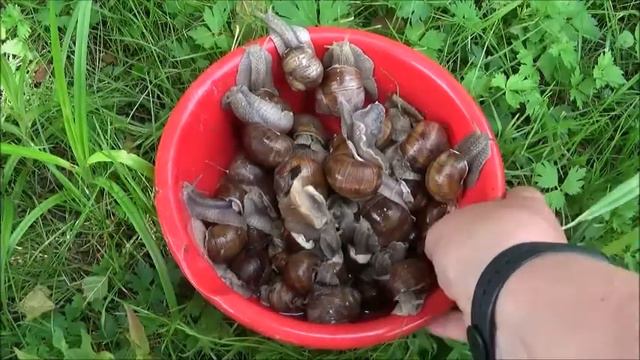 Эпизод №14. Еда под ногами. смотреть онлайн