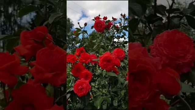 Роза Салита/Rosa Salita в моём саду смотреть онлайн