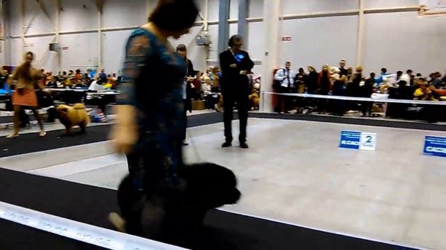 12.12.2015 Международная выставка собак "Кубок Президента РКФ" ринг чау чау ) смотреть онлайн