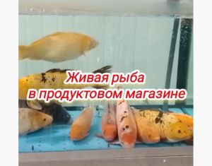 Живая рыба в продуктовом магазине