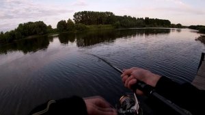 15 июня. река Быстрая Сосна. Елецкий р-н. Окунь капризничал после заката.