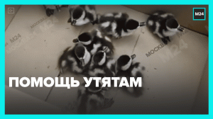 Спасение утят — Москва 24