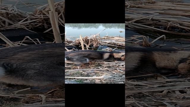Эта Хаски роет яму даже в воде