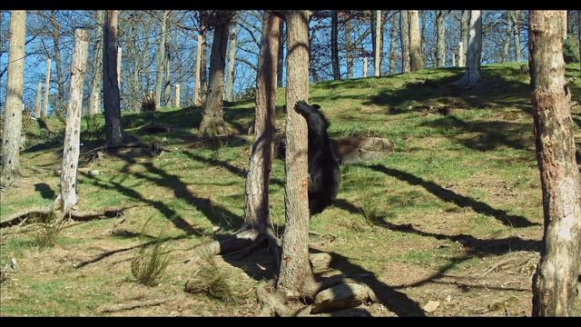 Grizzly Bears: Facts About the Amazing Grizzly Bear. Animals / Facts смотреть онлайн