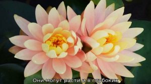 Одолень трава: описание, свойства растения, истории и легенды