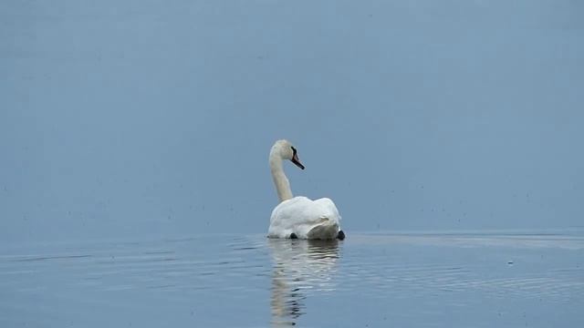 Лебеди - шипуны (англ. Mute Swan, лат.Cygnus olor) смотреть онлайн