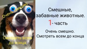 Смешные, забавные животные. 
1 - часть.
 Очень смешно. Смотреть всем до конца