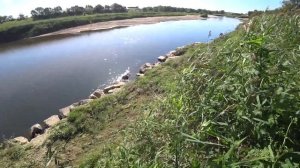 Сазан выплывает на мель погреться, Рыбалка с рогаткой.