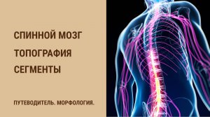 Спинной мозг. Топография. Сегменты