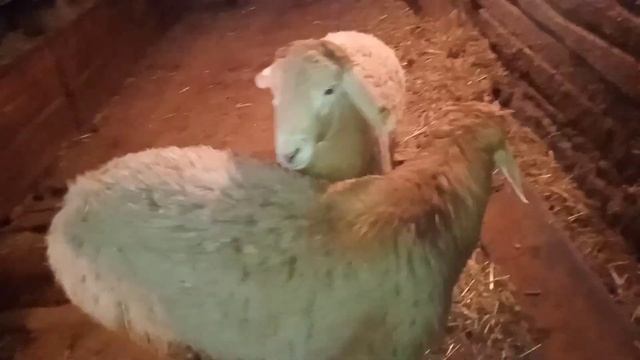 Гиссарские баранчики Город Петропавловск смотреть онлайн