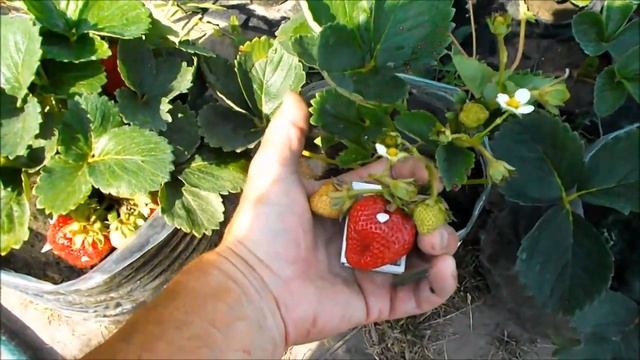 Как клубника плодоносит в пластиковых бутылках. Сорта Крапо 10, Мальга, Кабрилло смотреть онлайн