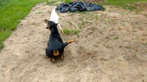 Doberman and Goat play together as friends