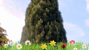 Сосна черная (piramidalis) ? Обзор: посадка и уход. крупномеры сосны : описание и особенности
